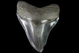 Serrated, Fossil Megalodon Tooth - Georgia #90761-1
